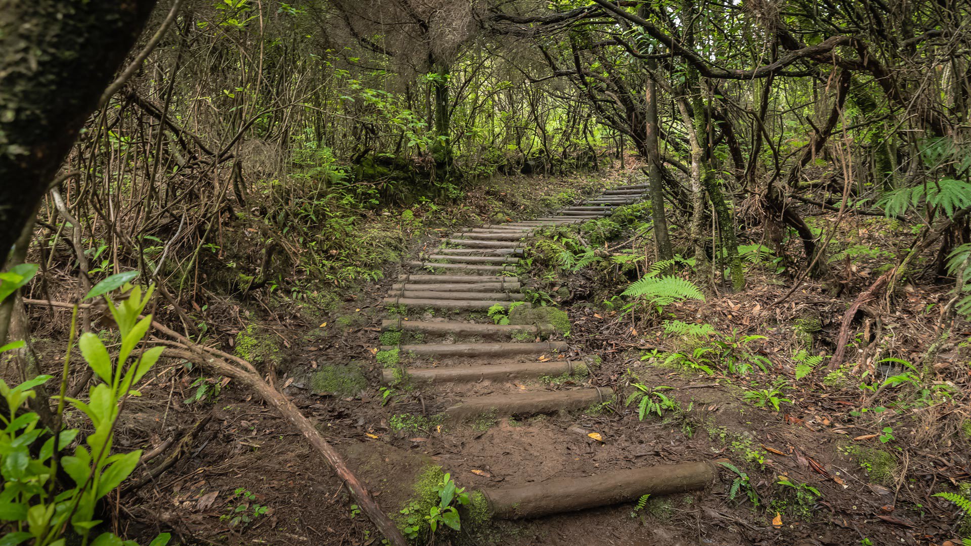 Vereda da Ribeira da Janela