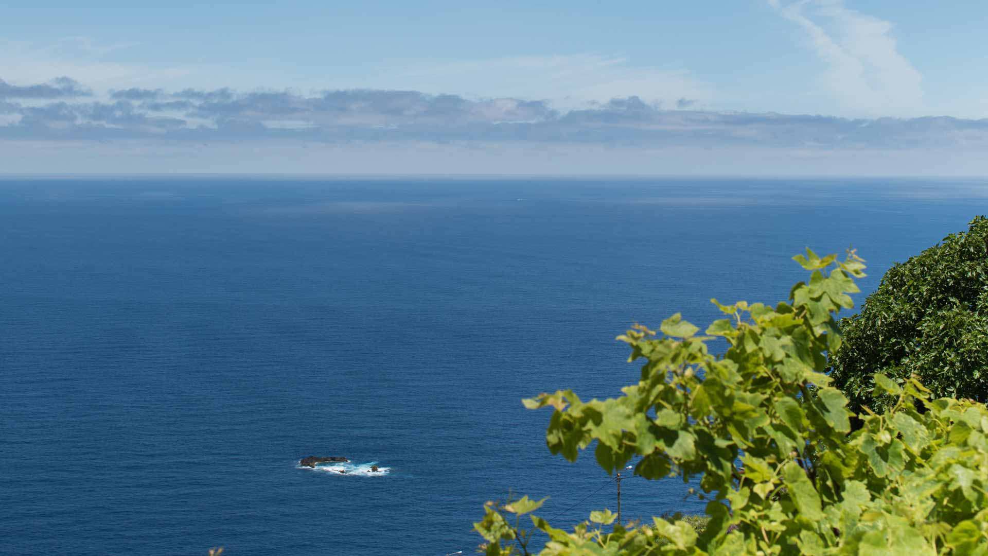 Baumblätter im Vordergrund mit Meer im Hintergrund.
