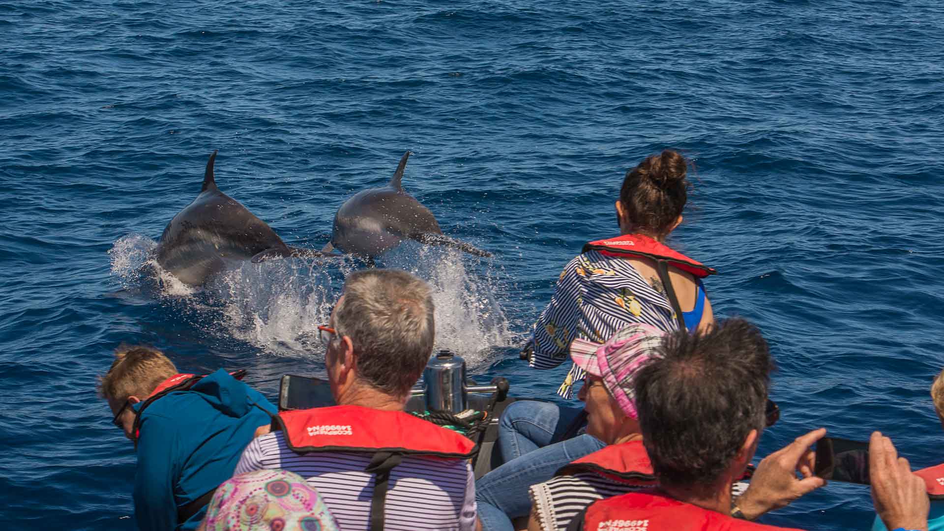 Observation des baleines et des dauphins à Machico 1