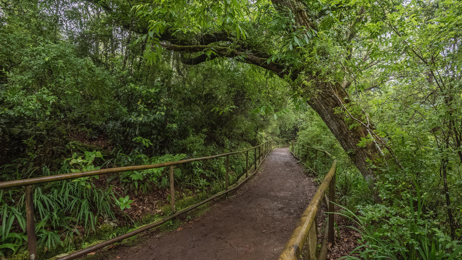 levada do caldeirão verde um caminho para todos pr 9.1