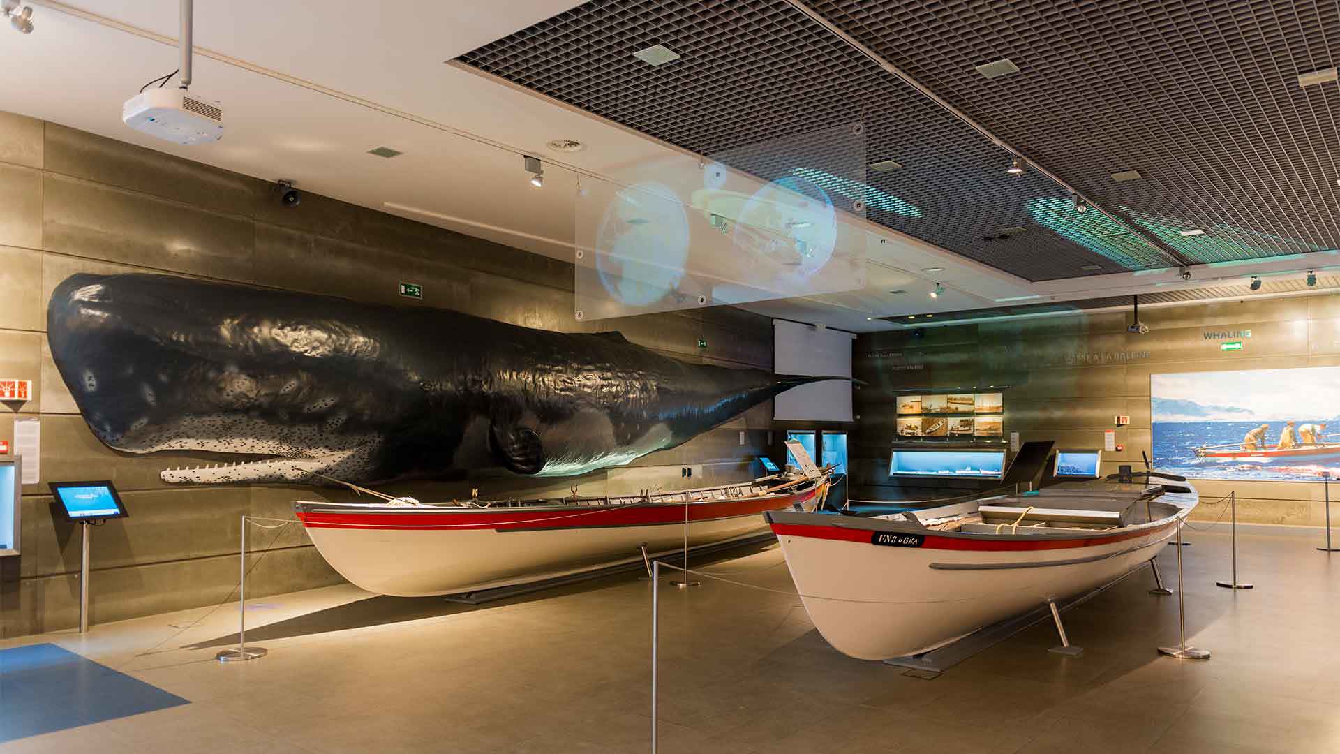 whale museum madeira 4