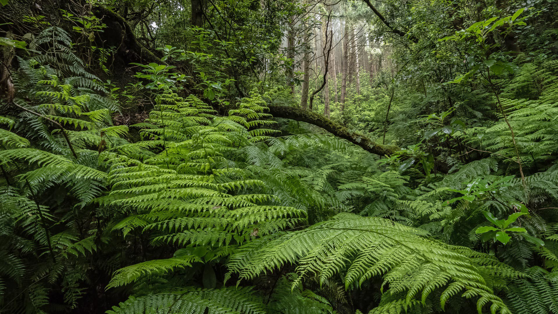 levada do caldeirão verde um caminho para todos pr 9.1