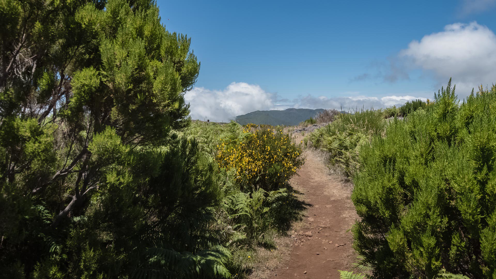 pico fernandes madeira