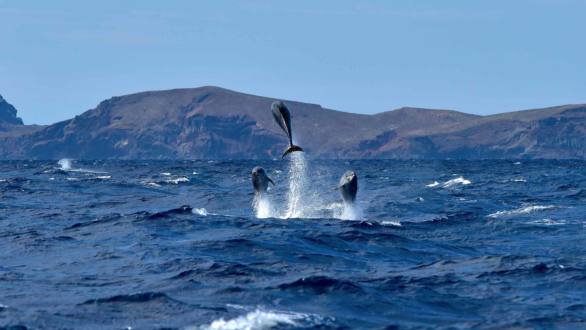 whale watching madeira 6