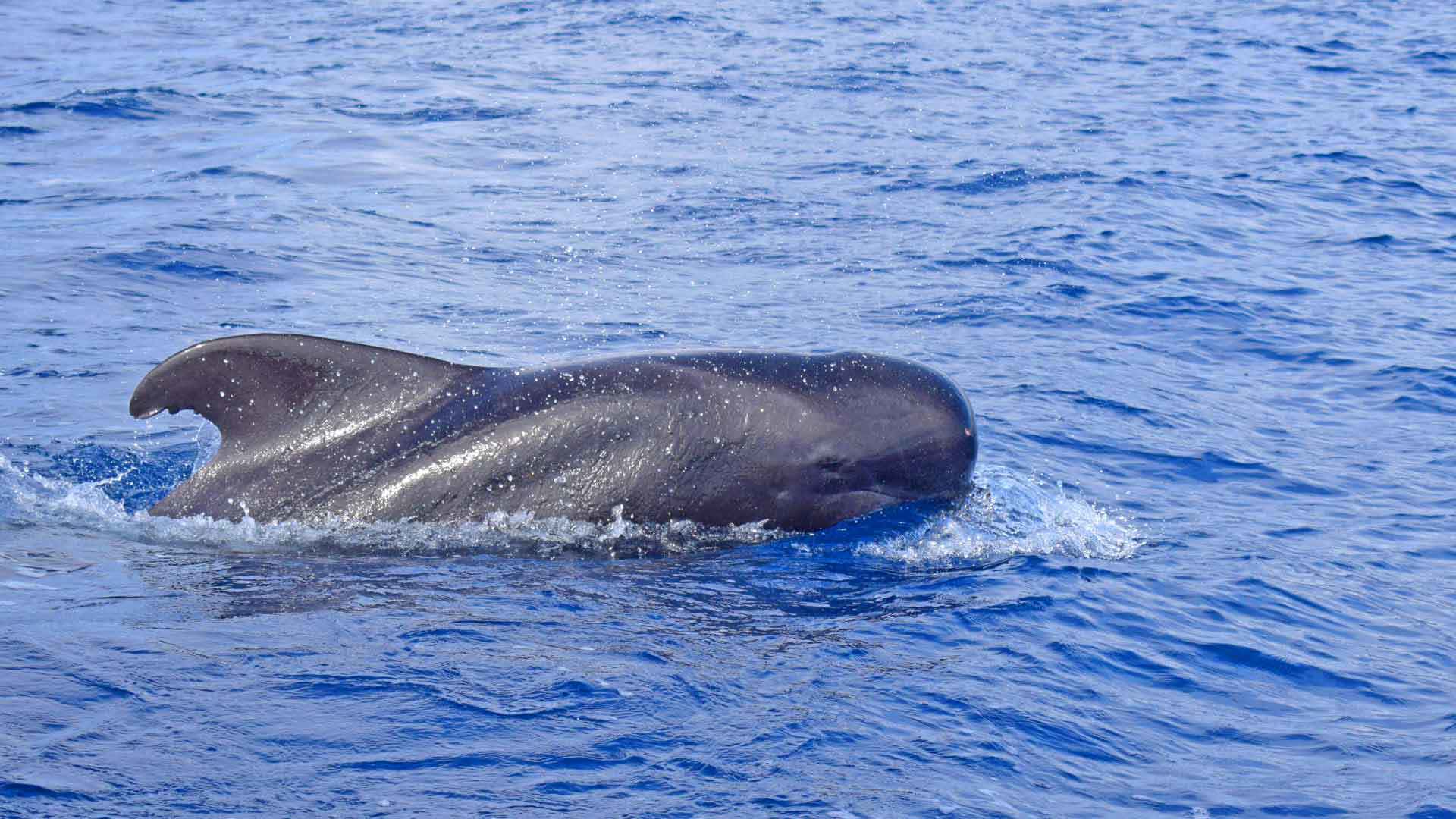 Observación de ballenas y delfines en Porto Santo 1