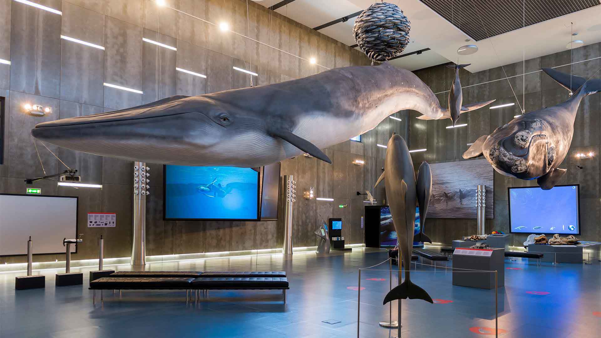 Museu da baleia 5