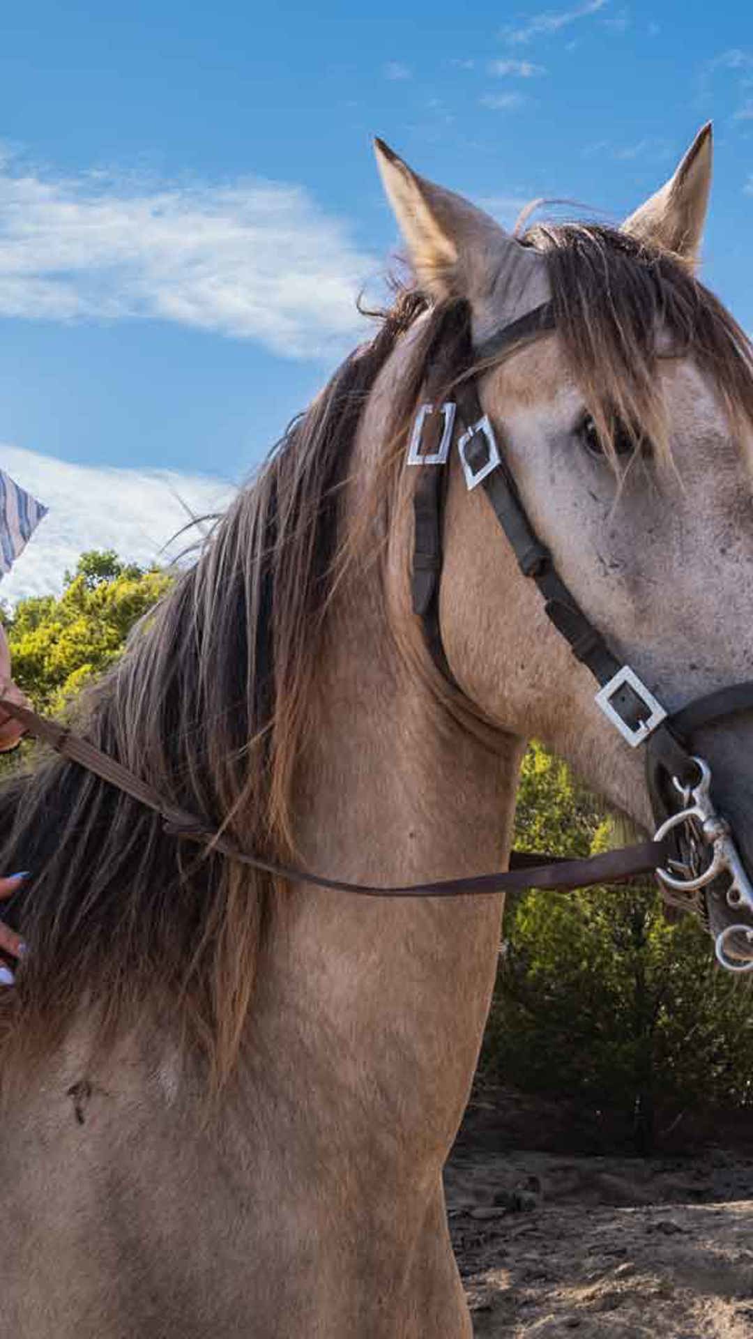 porto santo equestrian centre 4