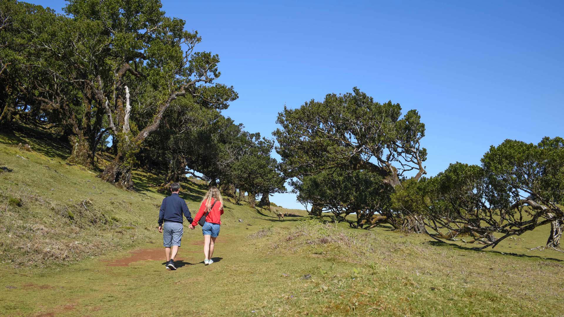 floresta laurissilva madeira 21