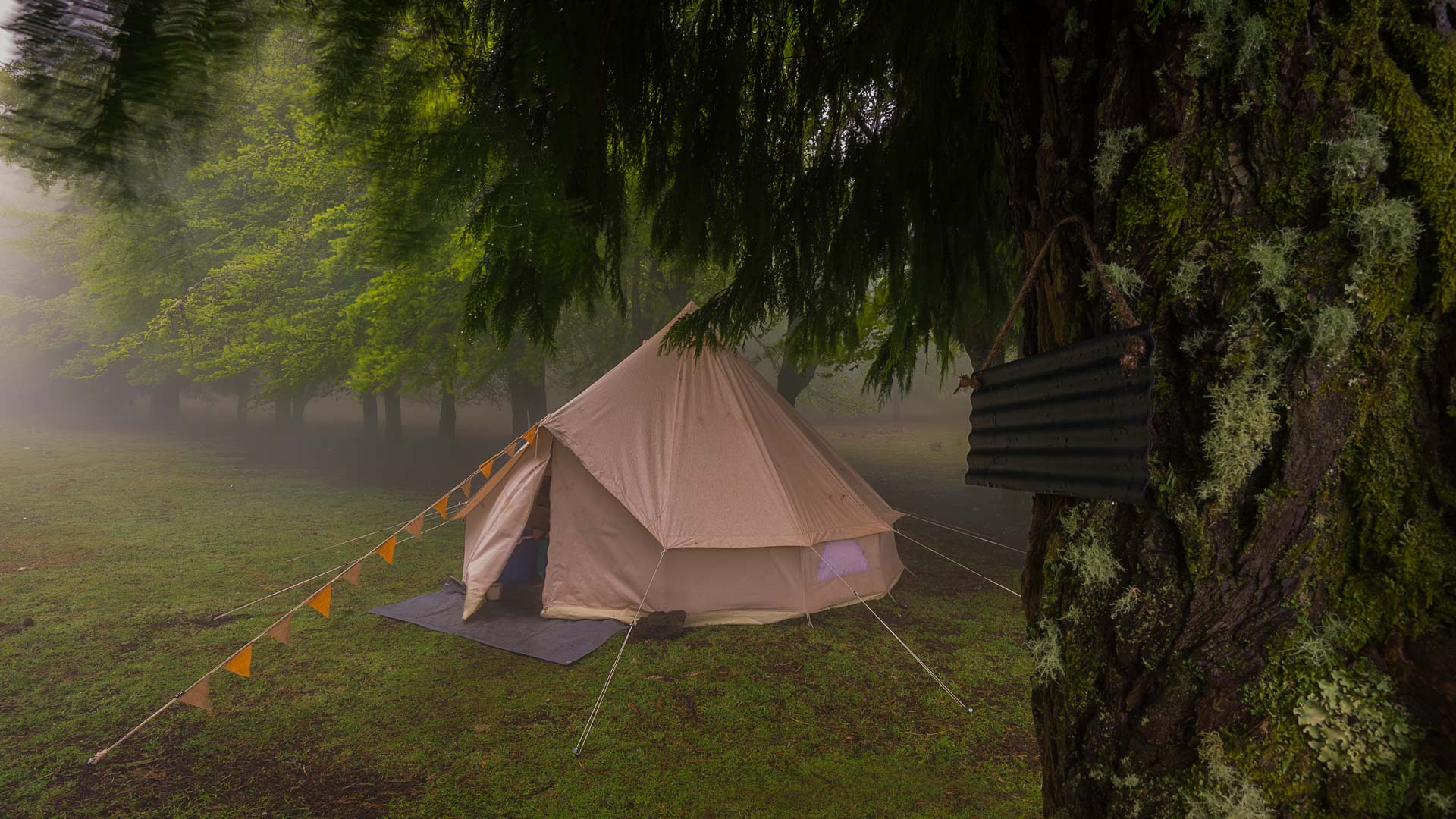 Tent set up in the middle of the forest with fog and trees.