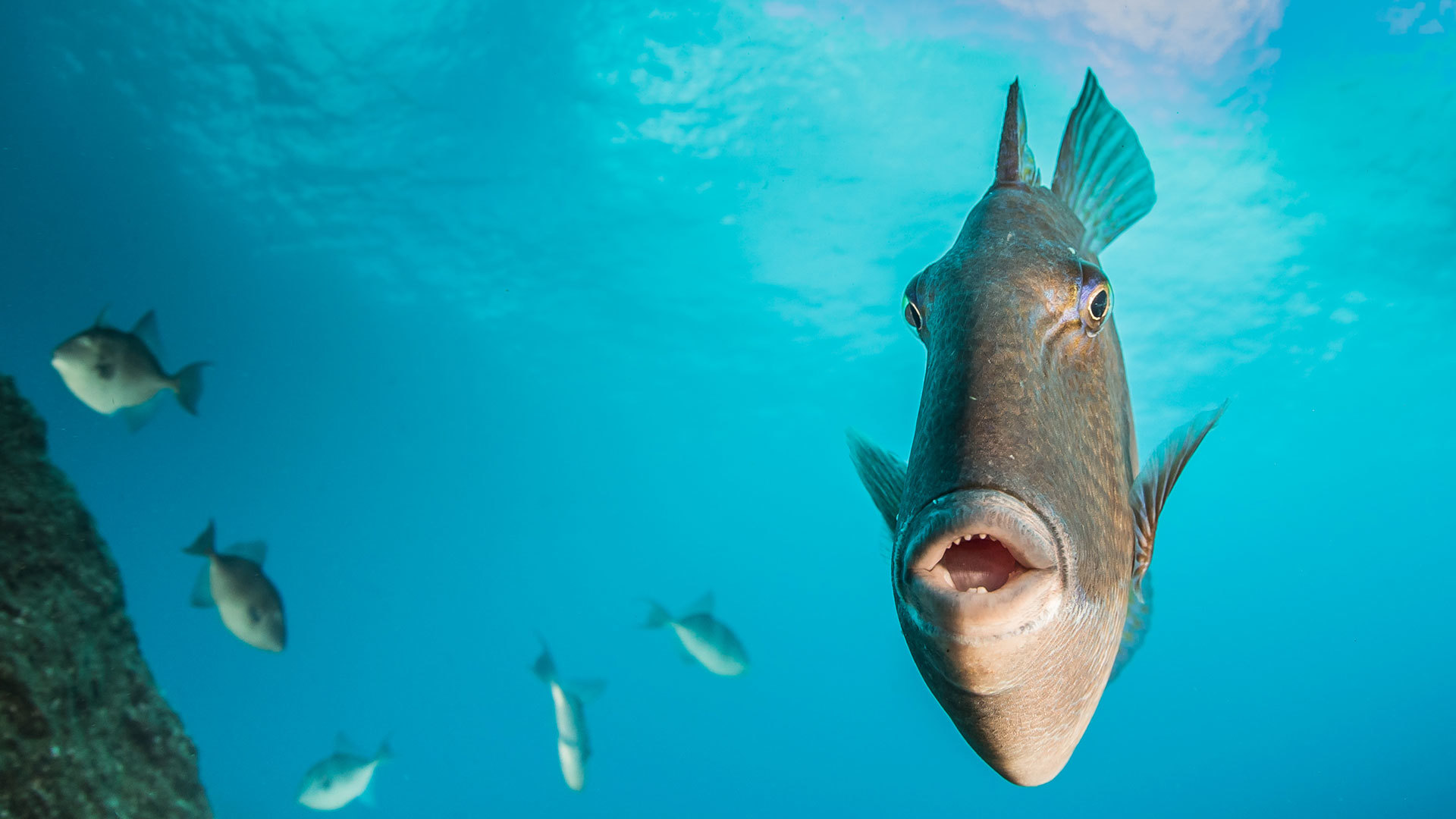 Manta Diving Madeira - Visit Madeira | Site oficial do Turismo da Madeira
