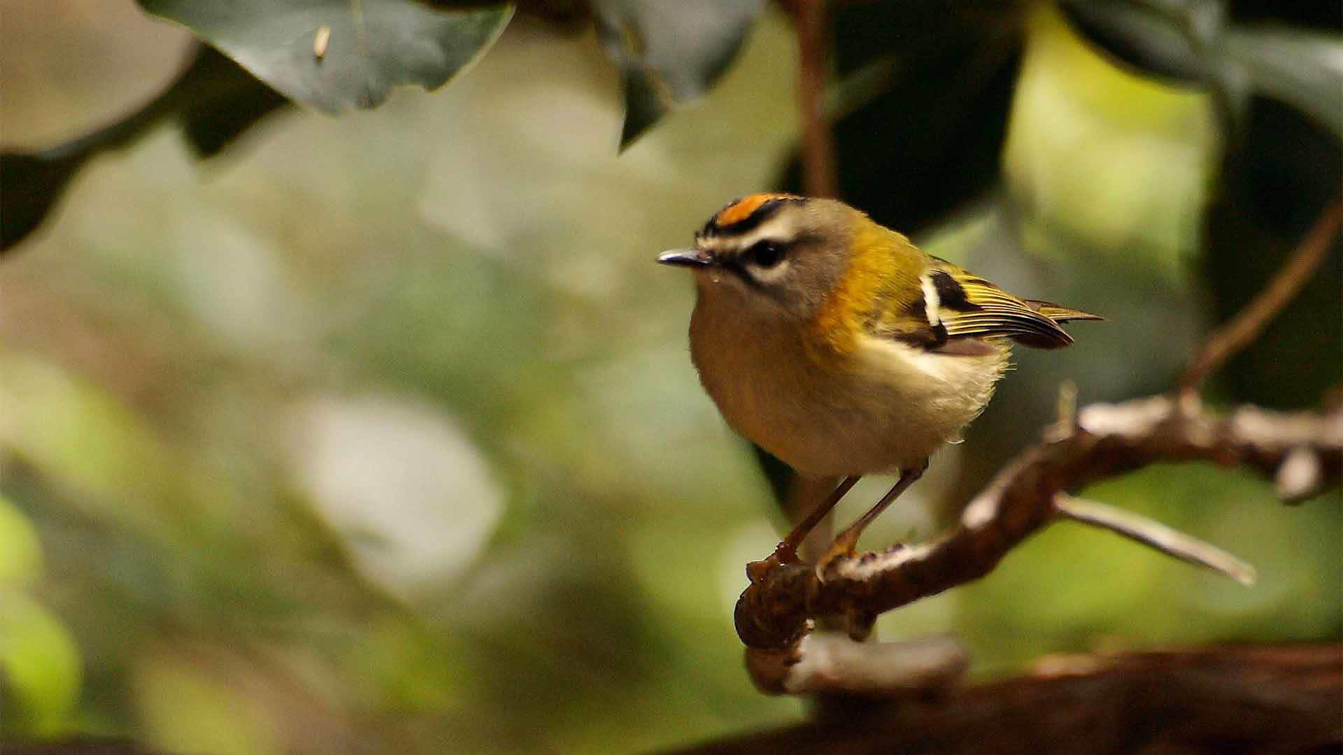 bird watching madeira 4