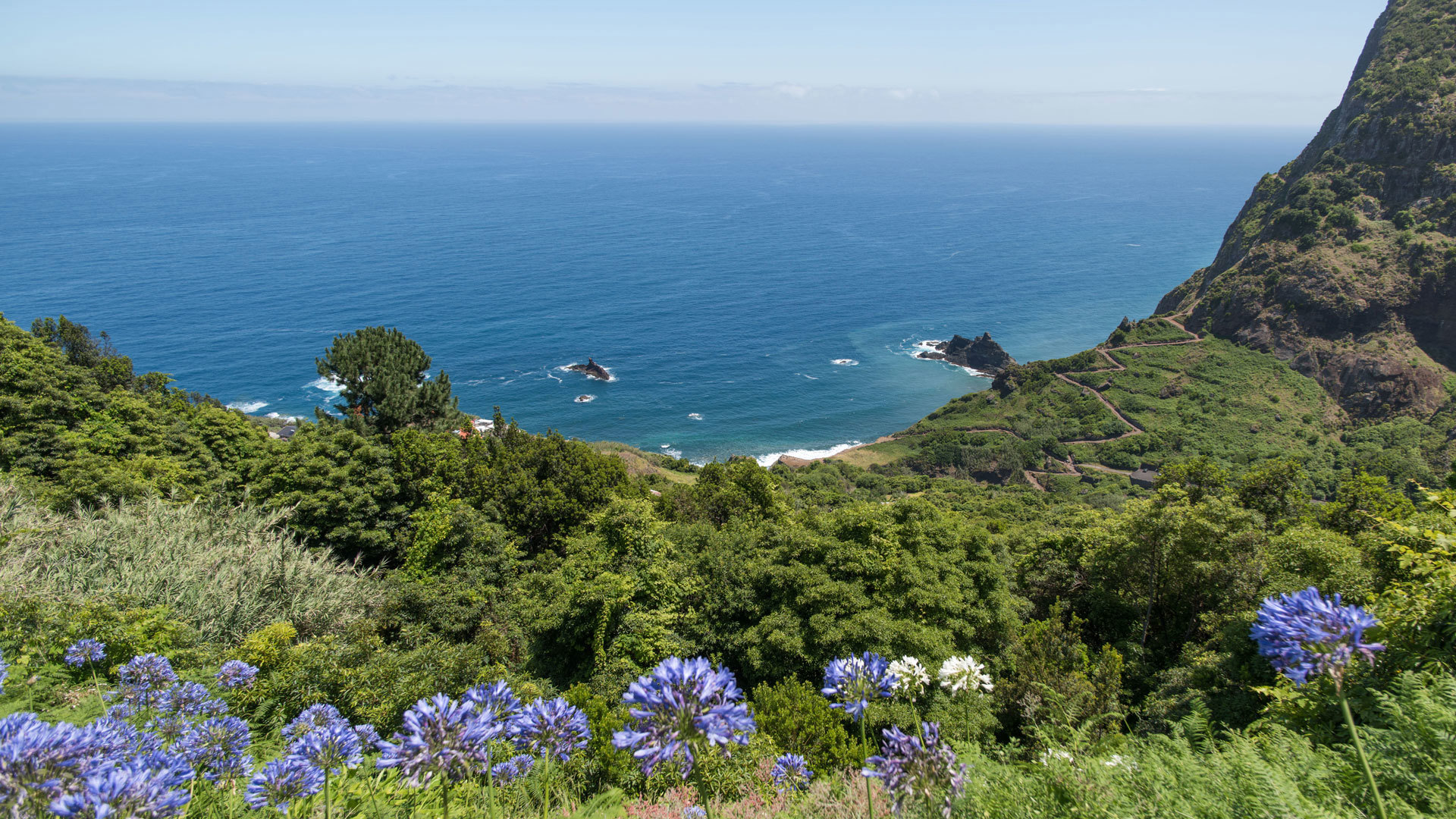 Lilac flowers on a hillside overlooking the sea.