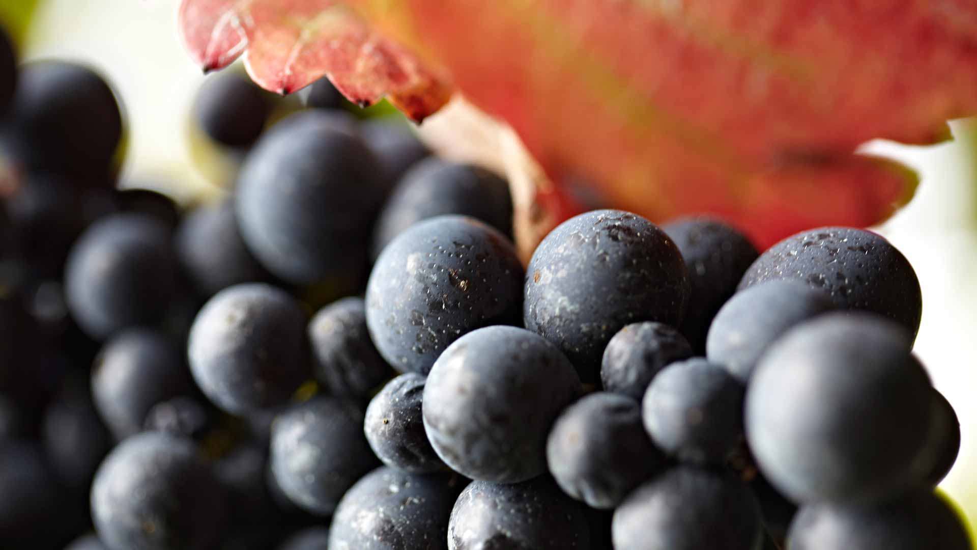 Raisins utilisés pour la production de vin de Madère, sur l'île de Madère.