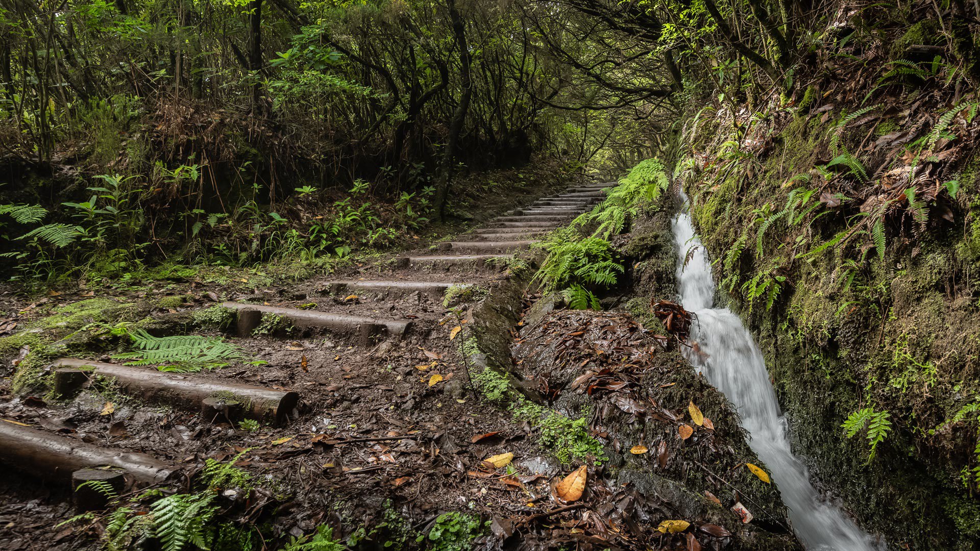 Vereda da Ribeira da Janela