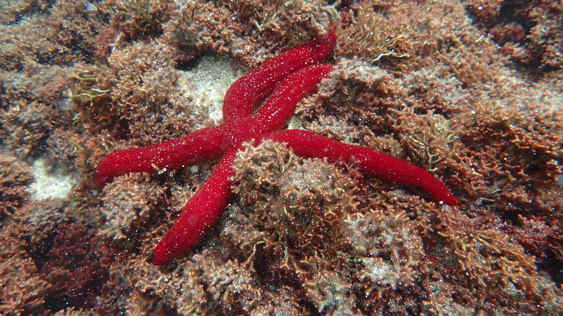 submarinismo Caniçal 4