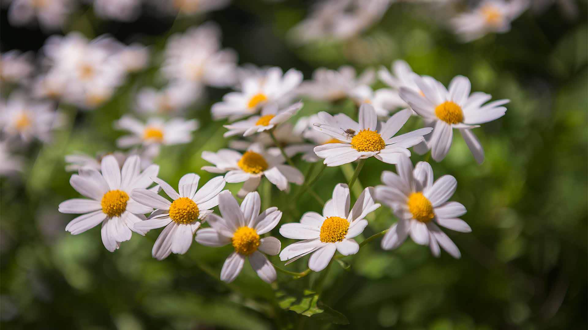 madeira flora 1