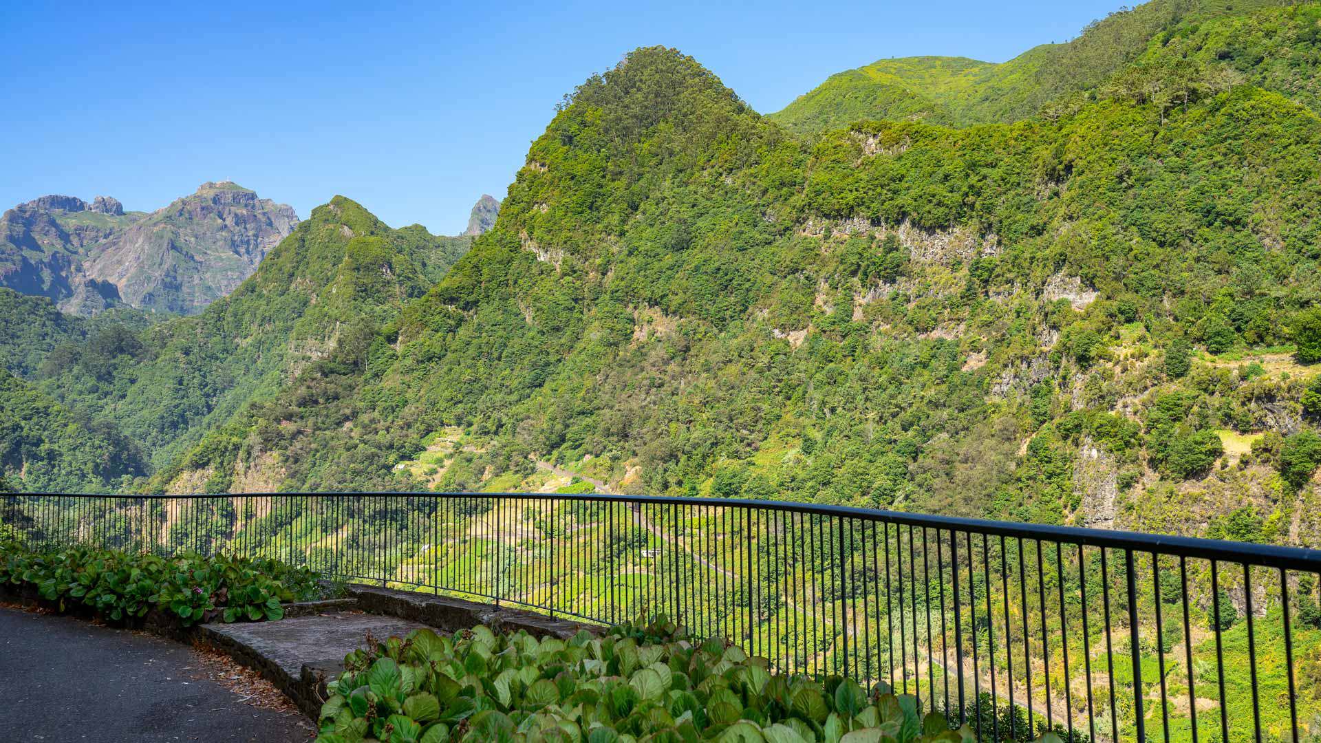Zaun mit grünen Pflanzen vor einem Berg.