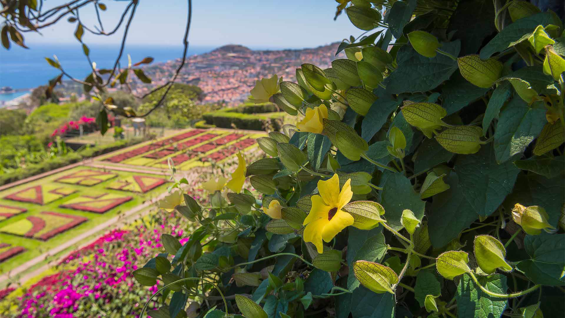 Gros plan sur des feuilles vertes avec des fleurs colorées en arrière-plan au Jardin botanique de Madère.