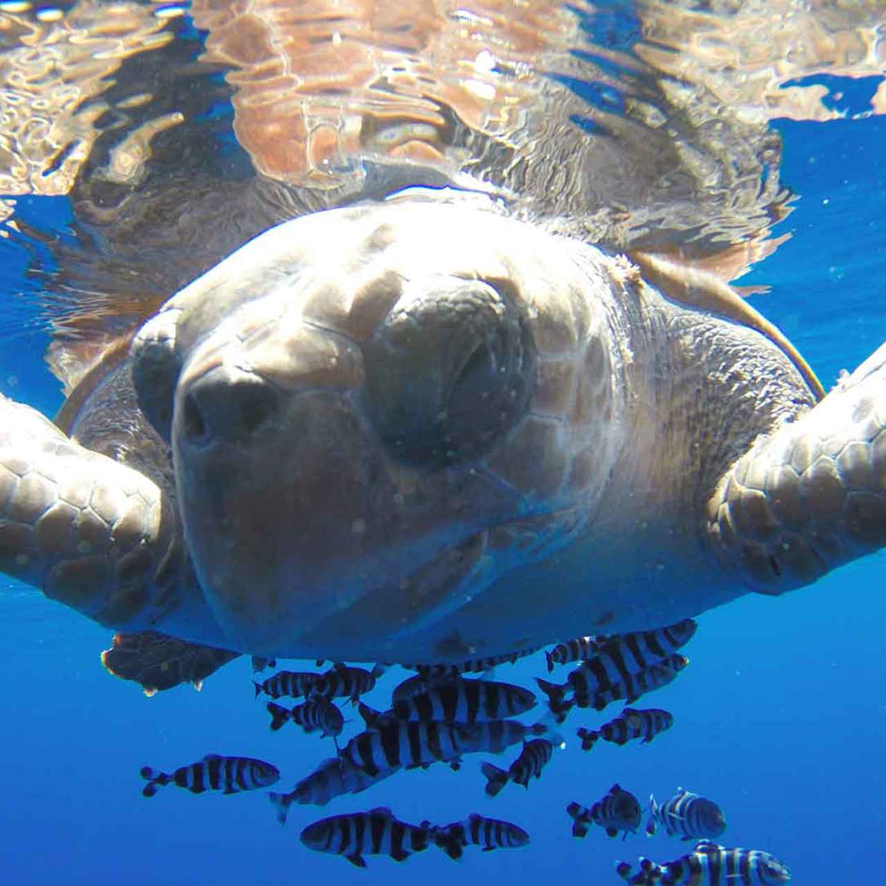 Observación de ballenas y delfines en Calheta 7