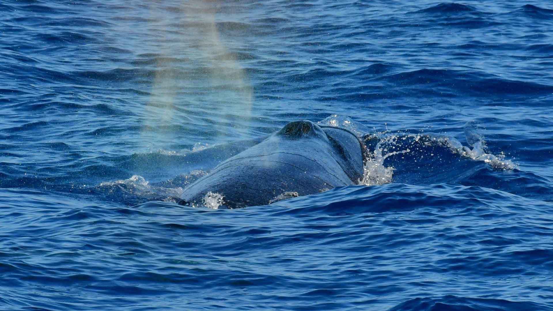 Observation des baleines et des dauphins à Porto Santo 2