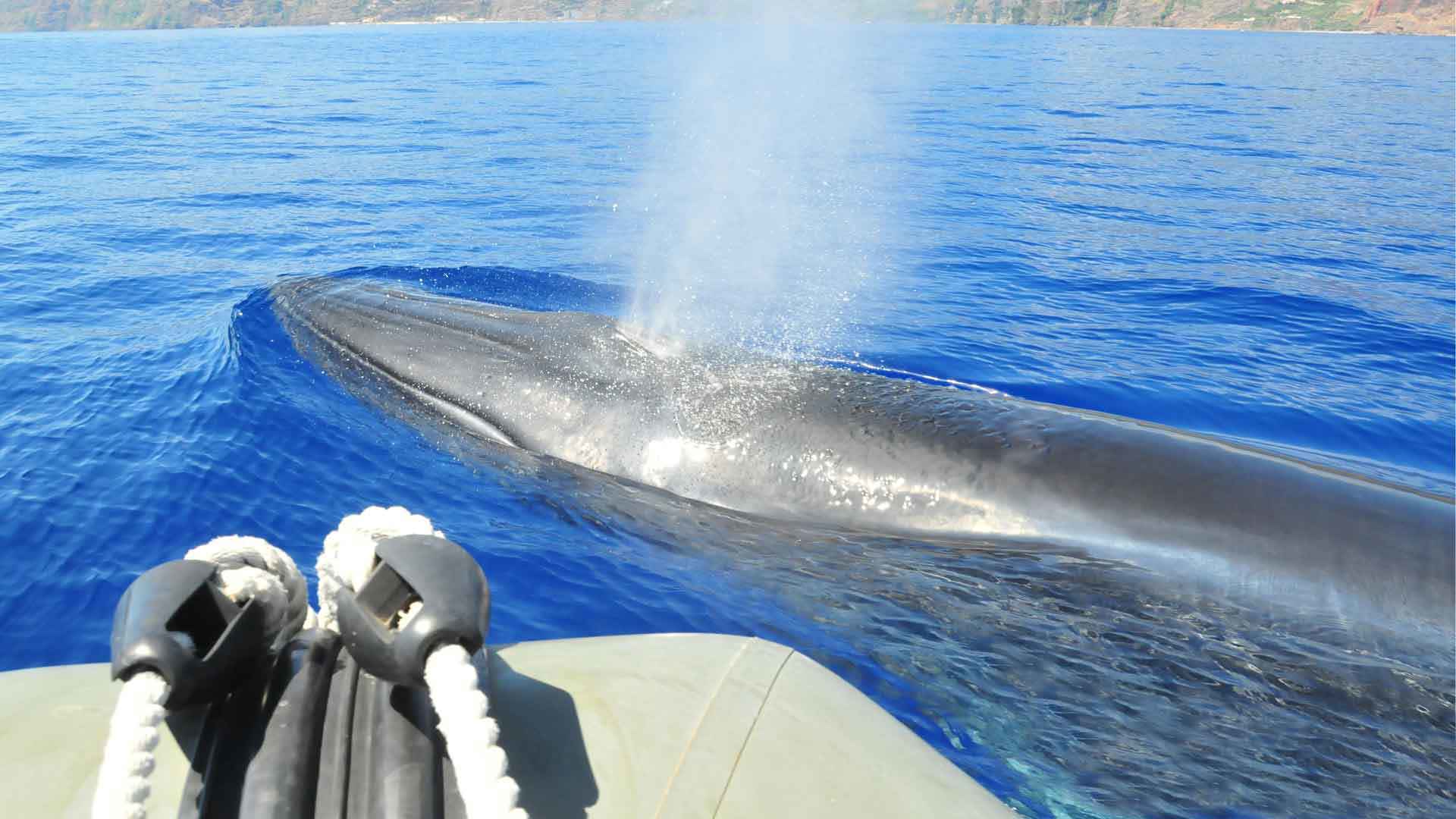 walbeobachtung madeira calheta 9