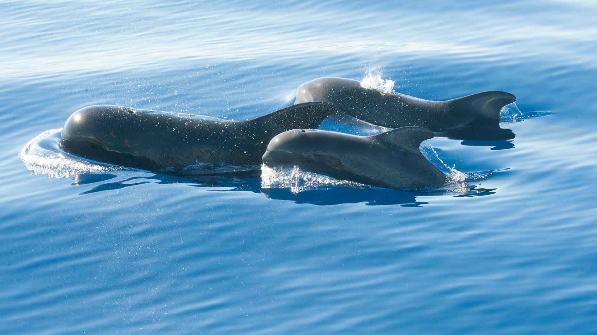 Observação de Cetáceos Calheta 2