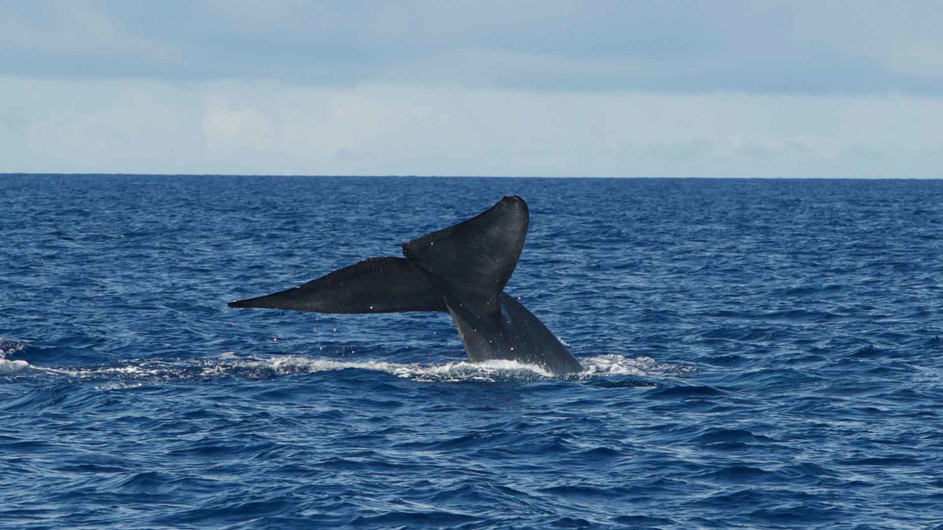 Observation des baleines et des dauphins à Porto Santo 3