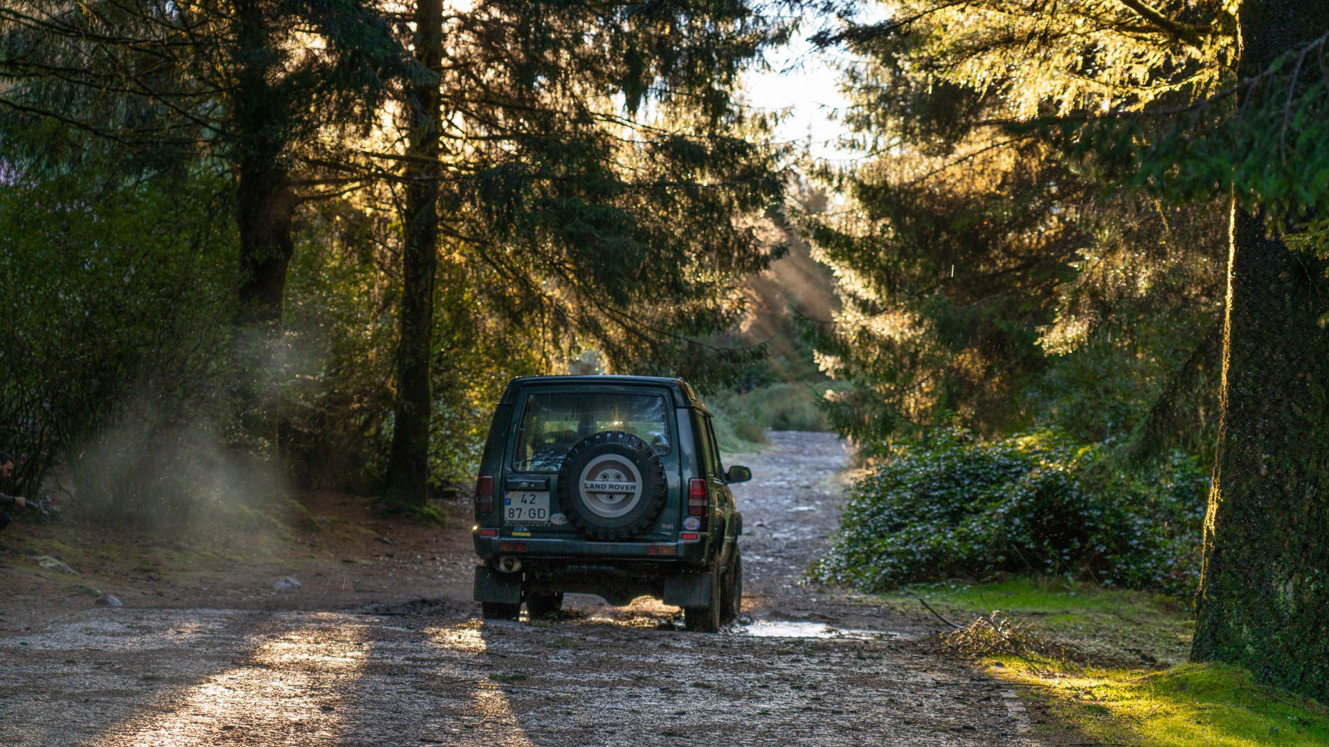 Tour en jeep por la sierra con árboles altos y sol.