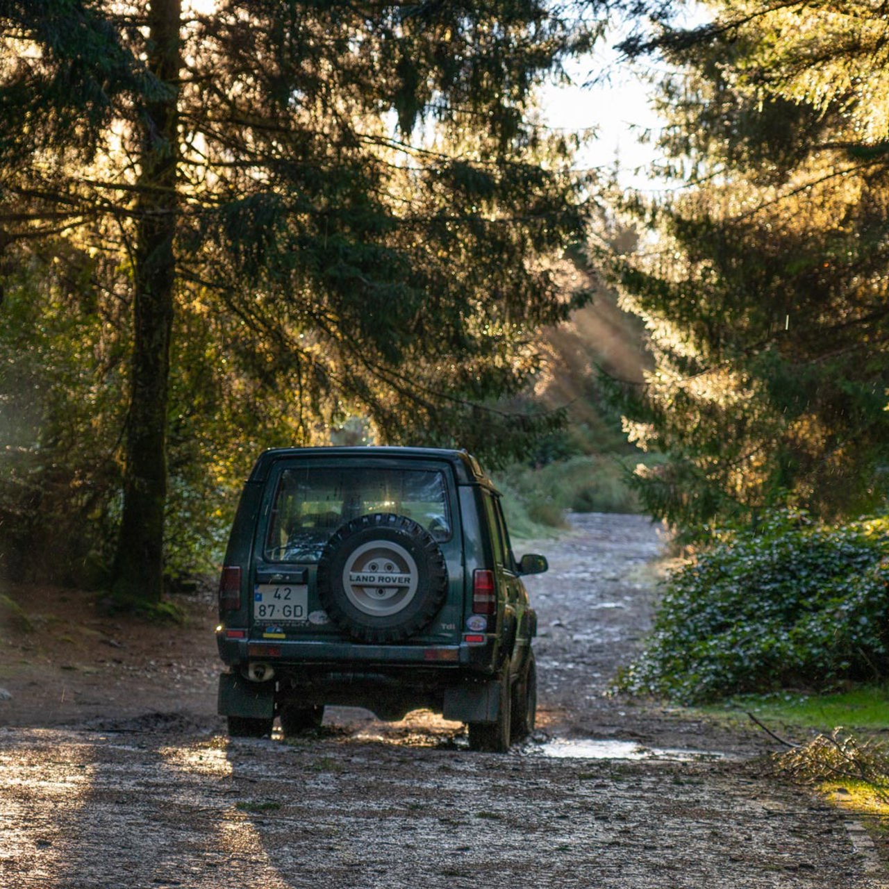 Jeep tour through the mountains with tall trees and sun.
