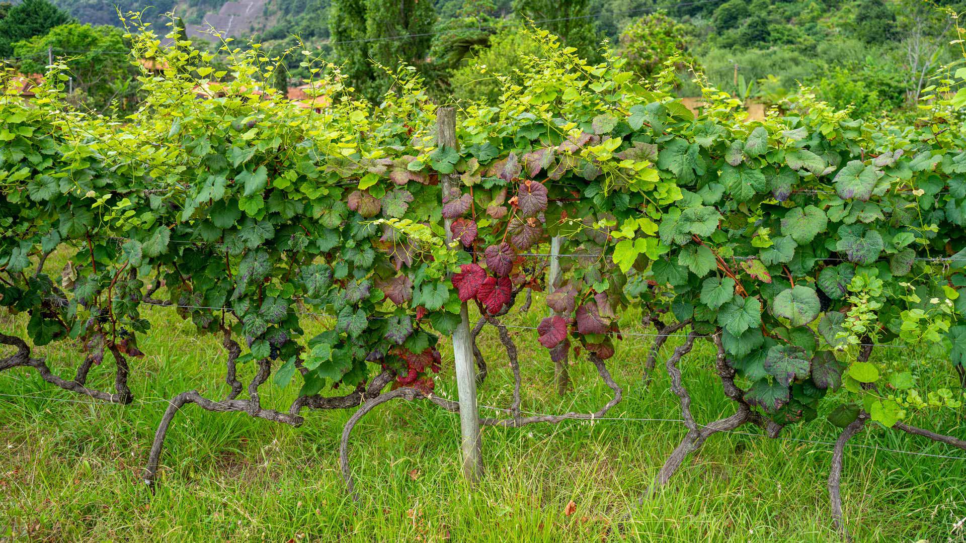 Museum of the Vine and Wine 6