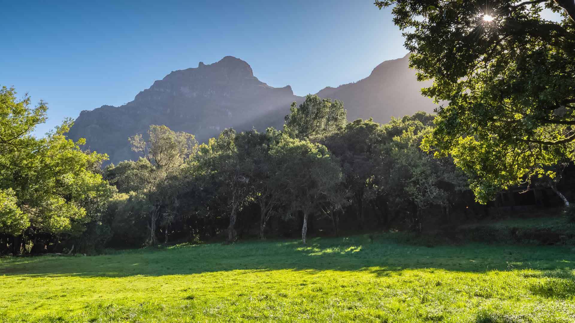 Arbres avec rayons de soleil sur montagne verte.