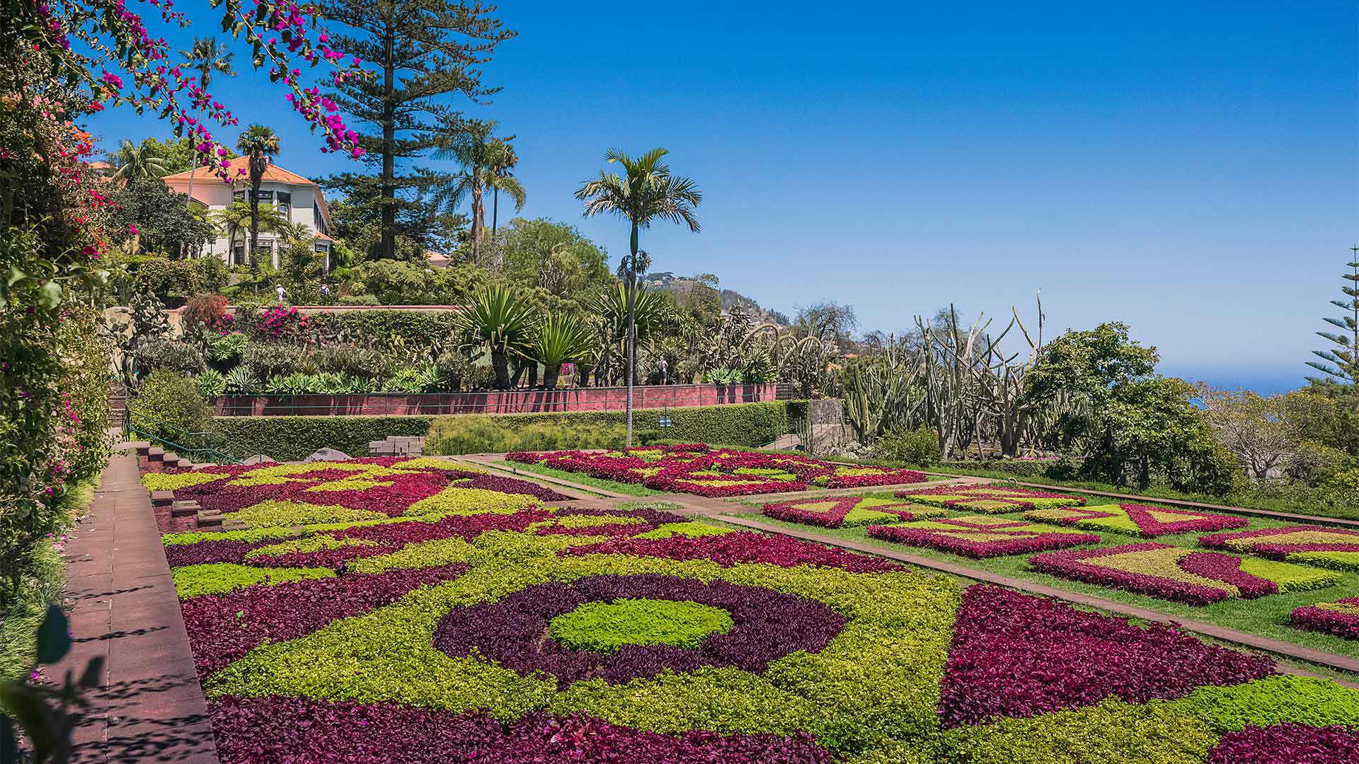 Colorful flowers at the Botanical Garden on Madeira Island.
