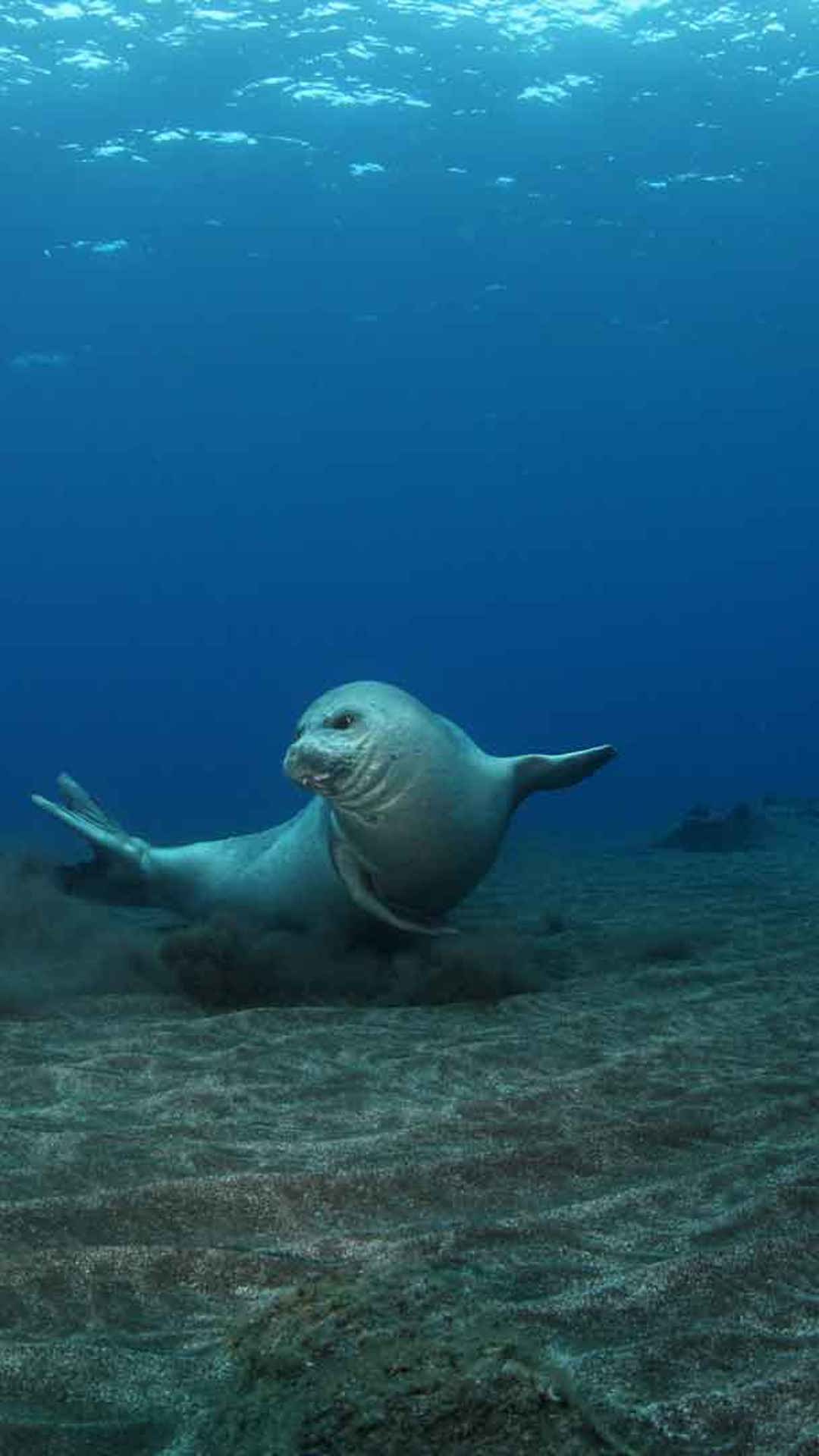 Réserve naturelle des îles Desertas 11