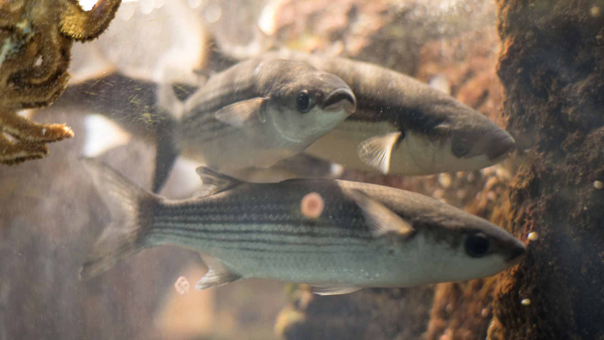 Three fish swimming inside the aquarium.