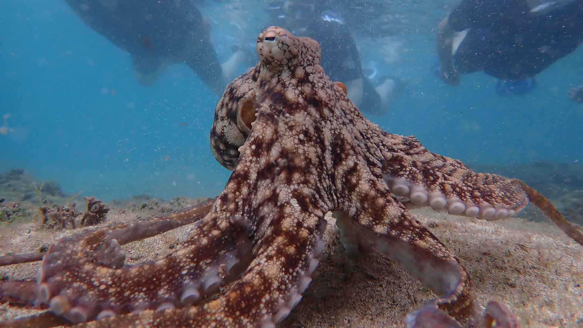 submarinismo madeira 4