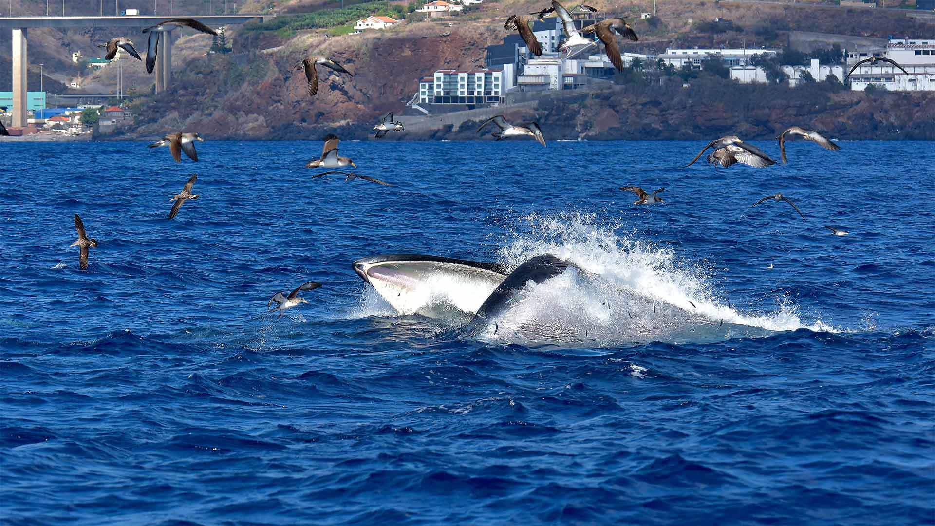 avistamiento de ballenas y delfines madeira 3