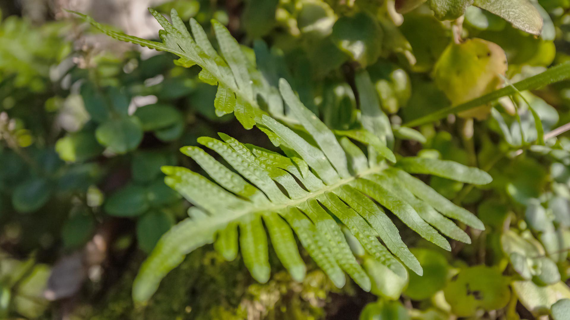 Detailed green leaf on tree.