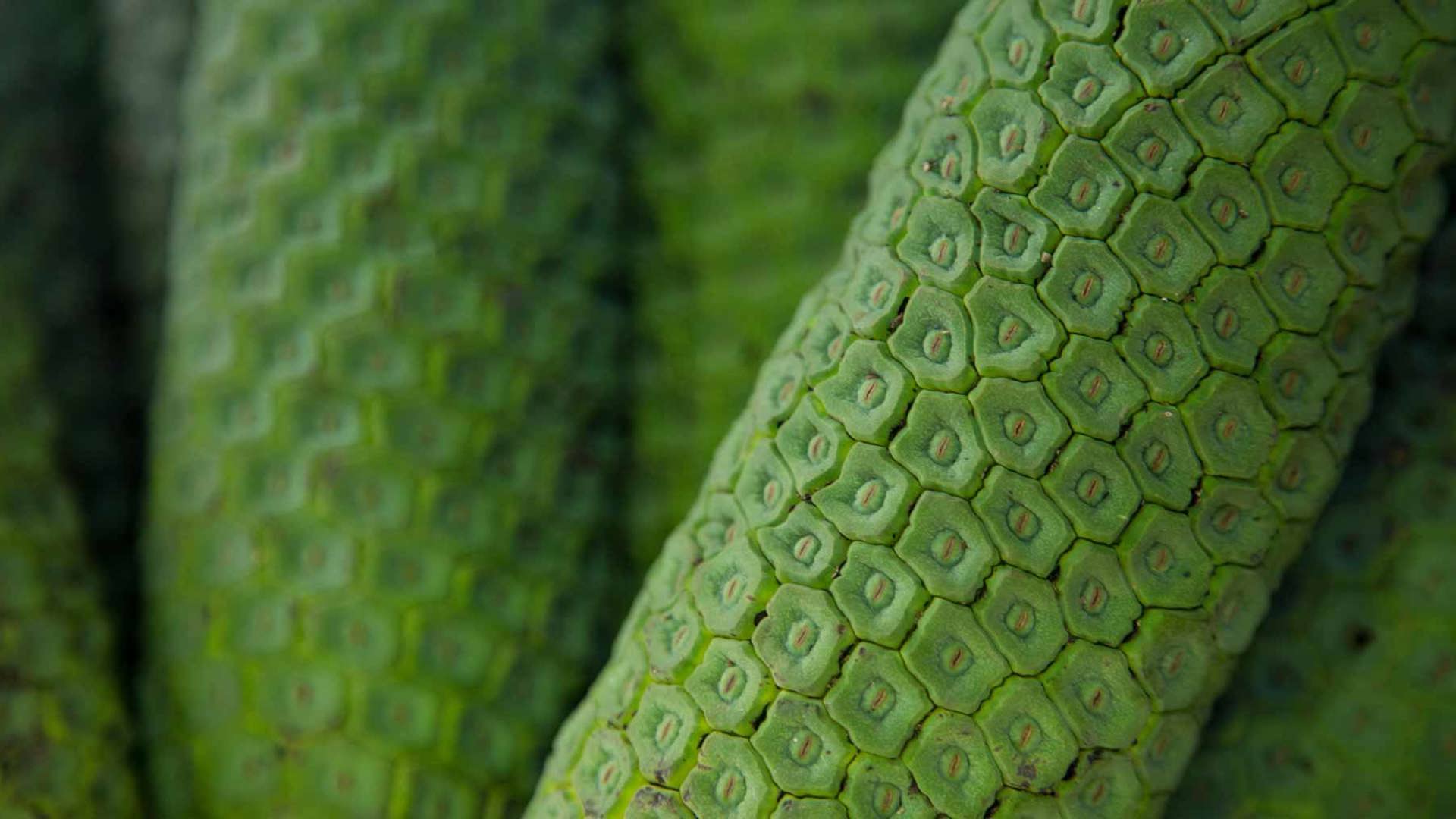 Traditional Madeira Food 10