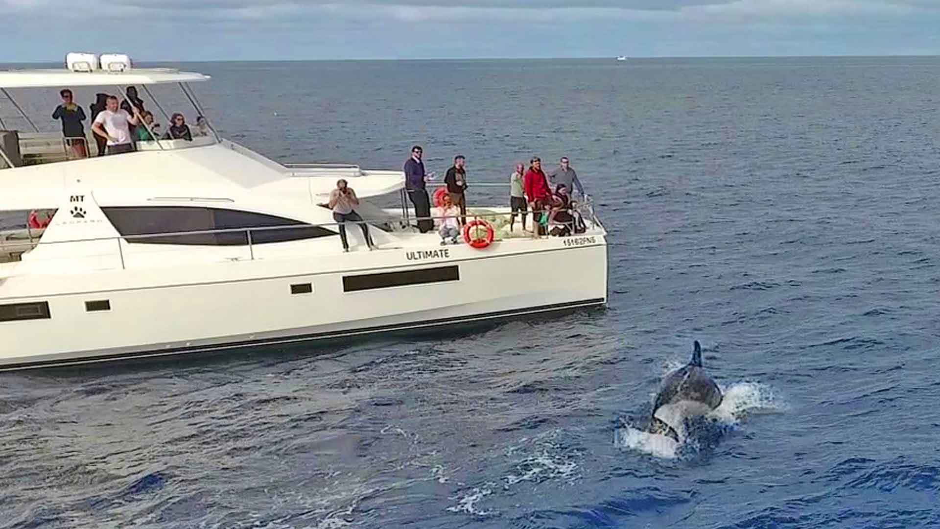 Observación de ballenas y delfines en funchal 3