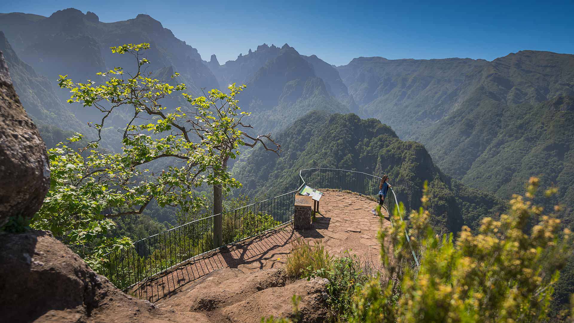 Aussichtspunkt mit gelben Blumen, Baum und Bergen auf Madeira.