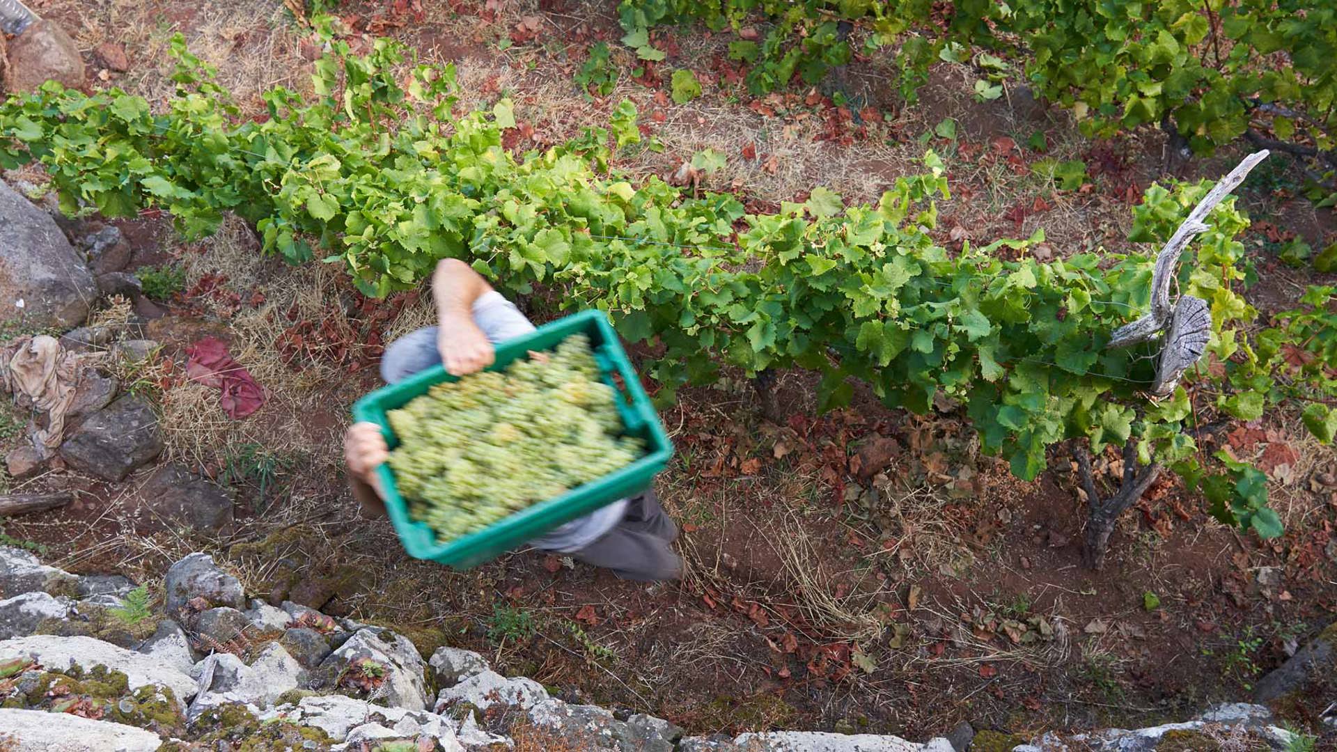 Homme transportant une caisse de raisins dans les vignobles, sur l'île de Madère.