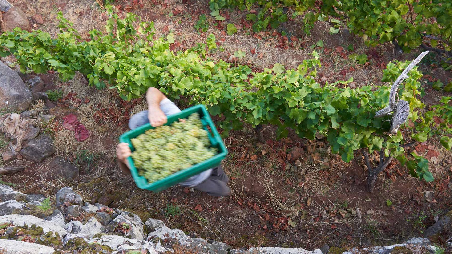 Ruta del Vino de Madeira 24