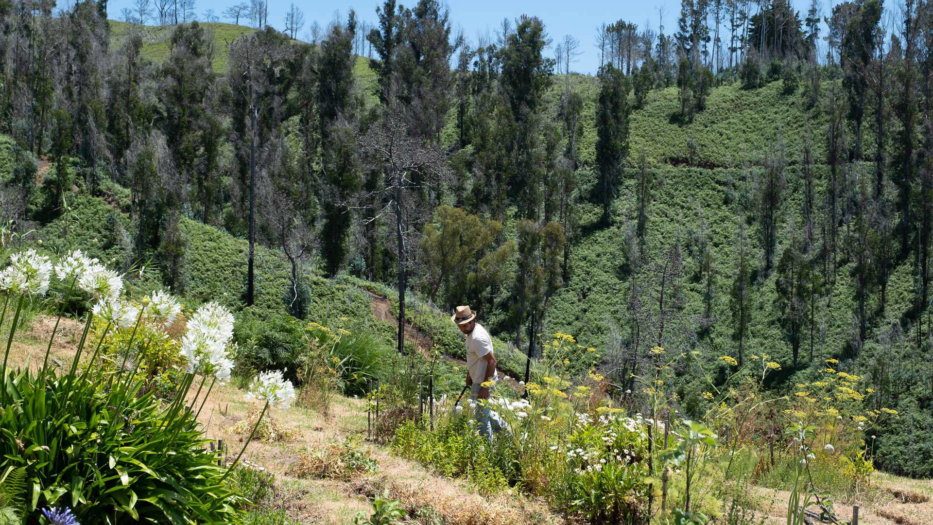 Landwirt zwischen Blumen und Vegetation bei den Casas da Levada, Madeira.