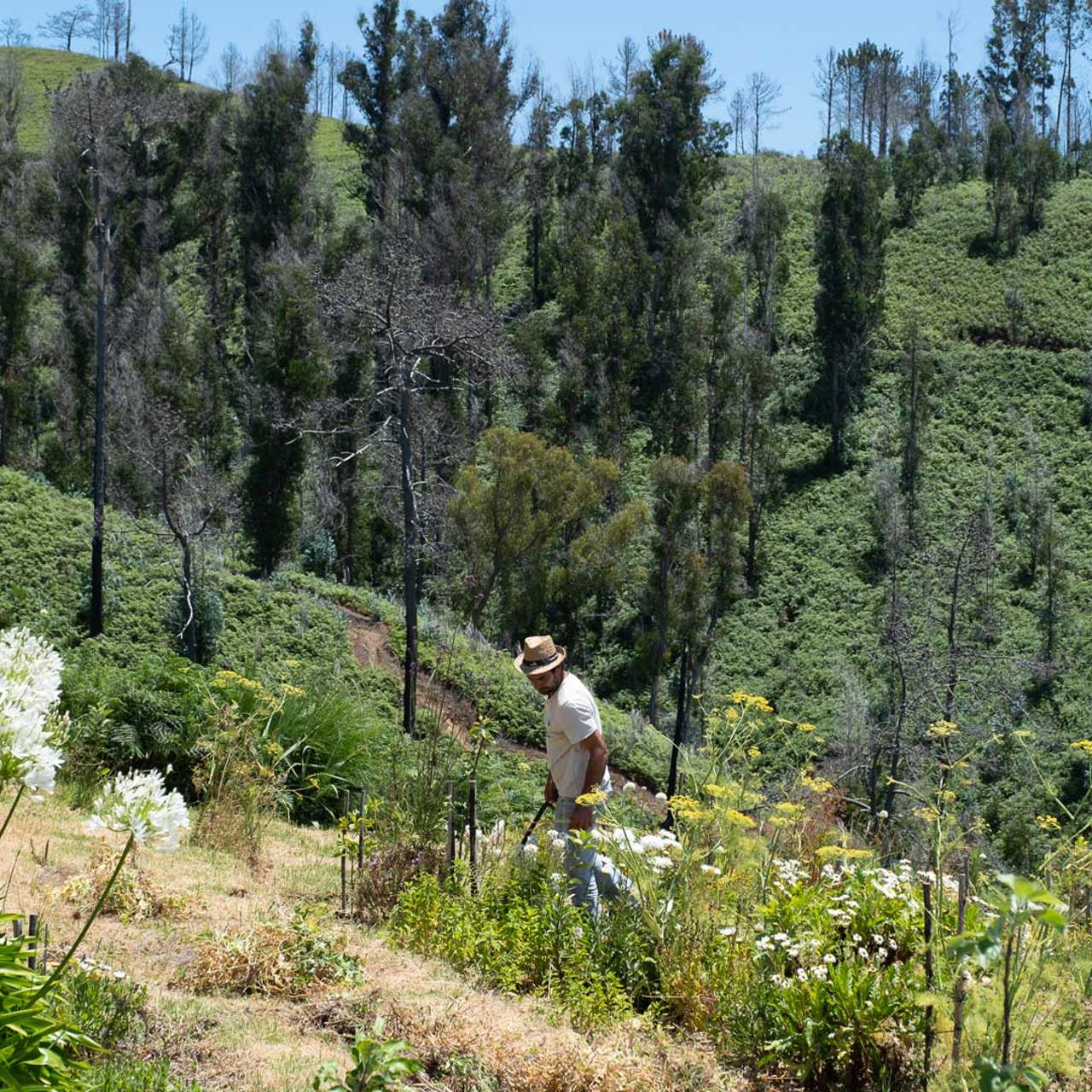 Landwirt zwischen Blumen und Vegetation bei den Casas da Levada, Madeira.