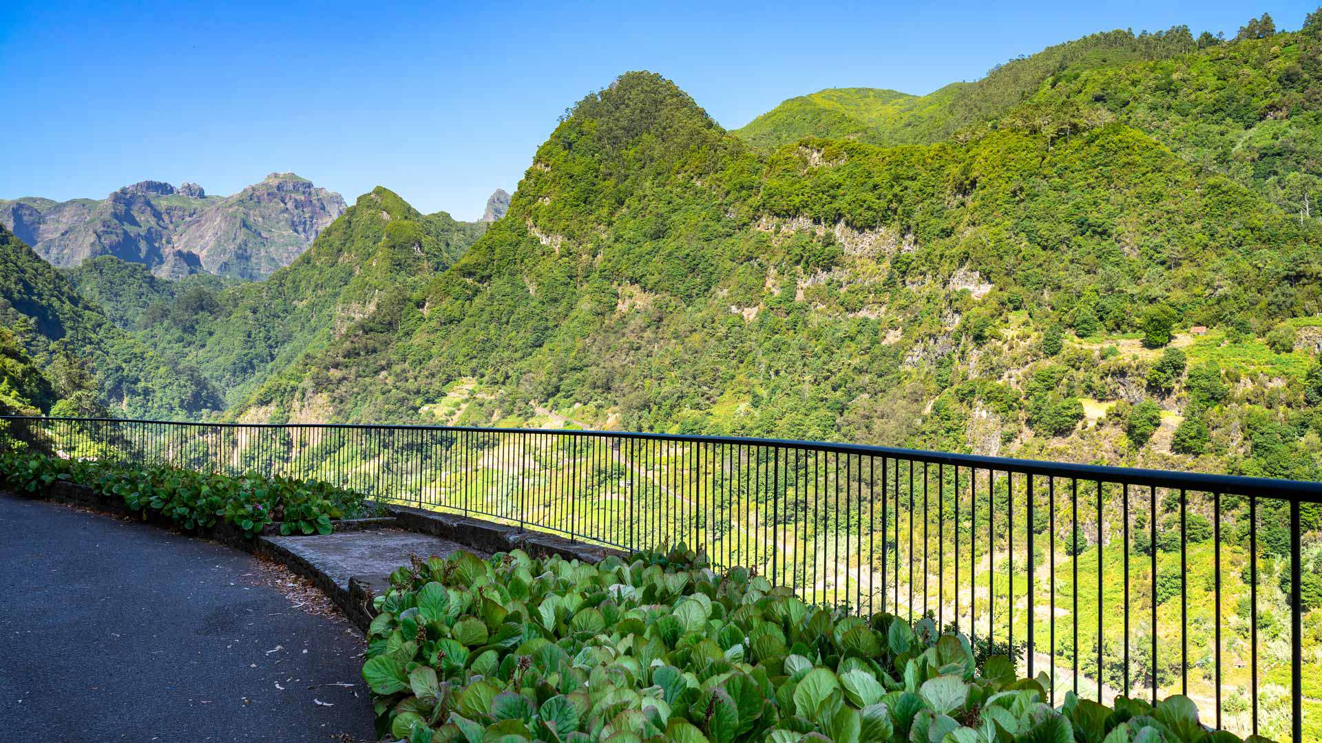 Aussichtspunkt mit grünen Pflanzen und Bergblick.