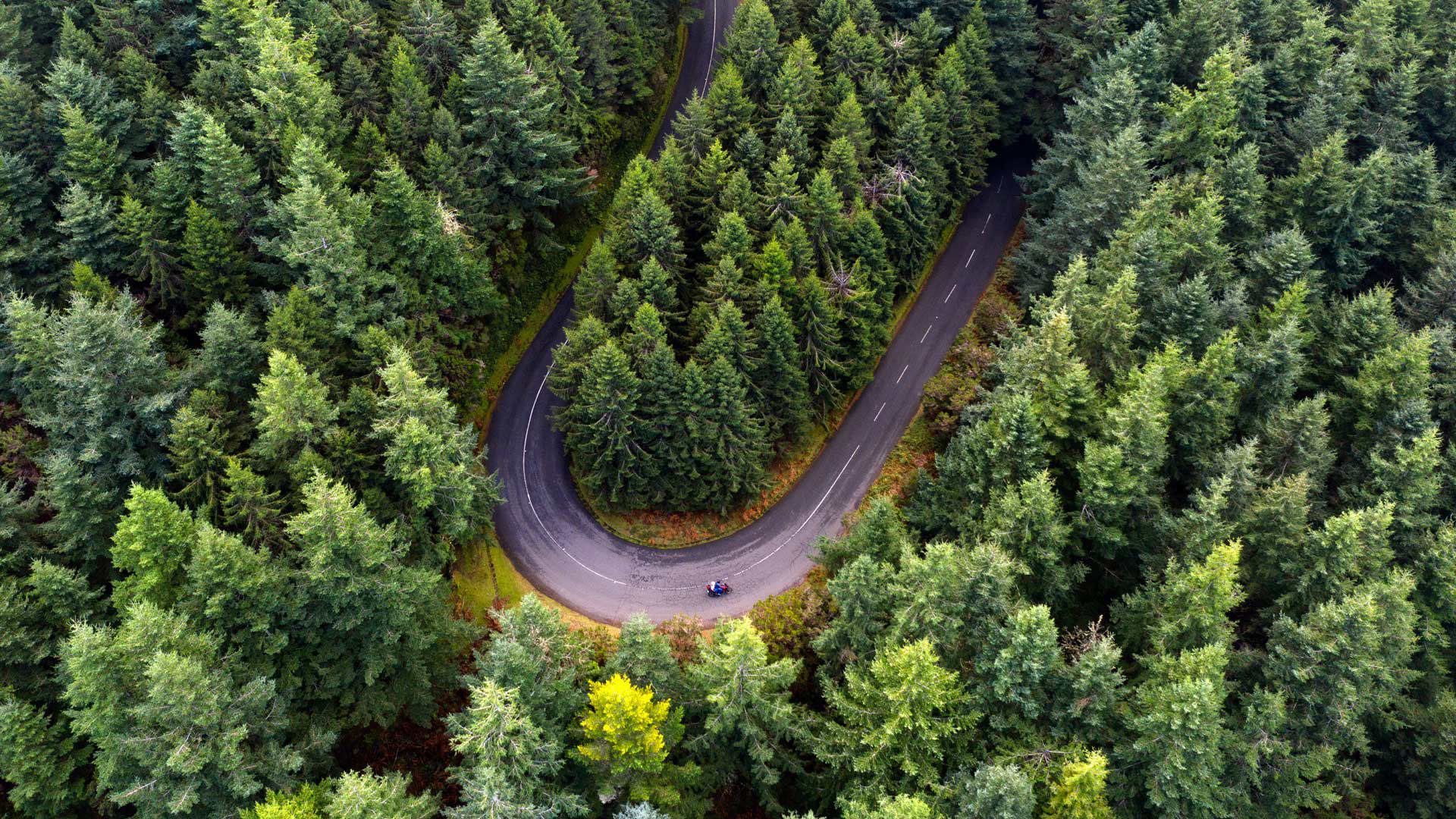 Route bordée d’arbres avec une moto en mouvement.