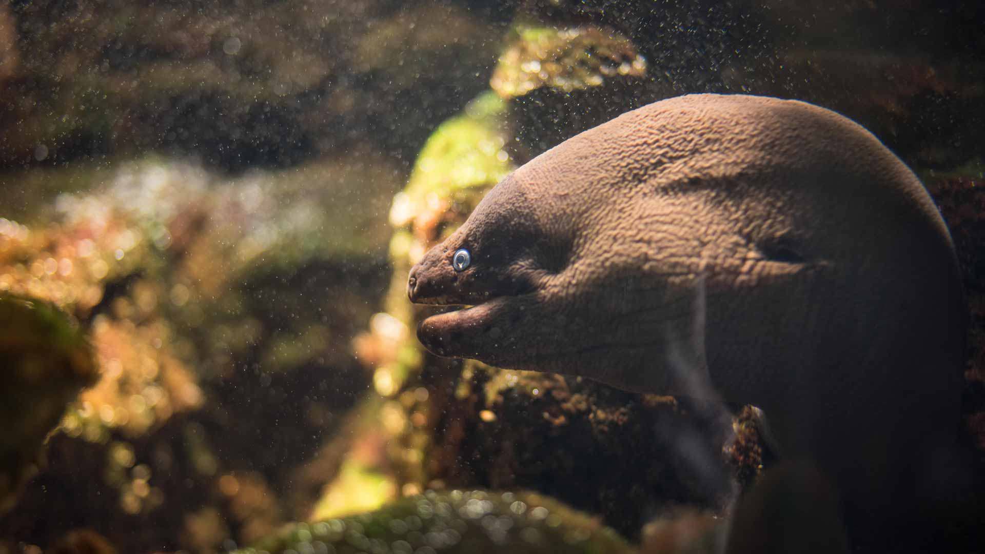 Moray eel fish inside a clear water aquarium.