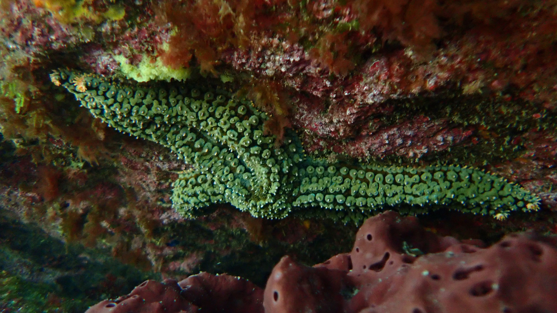 garajau snorkeling 4