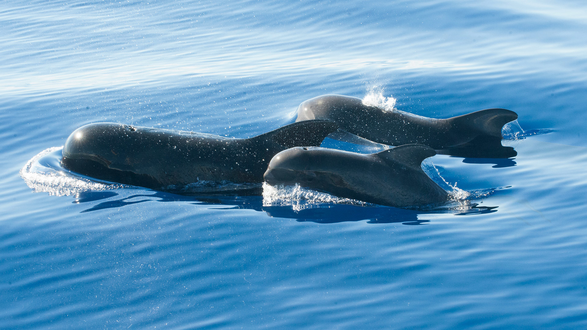 madeira boat trips 17