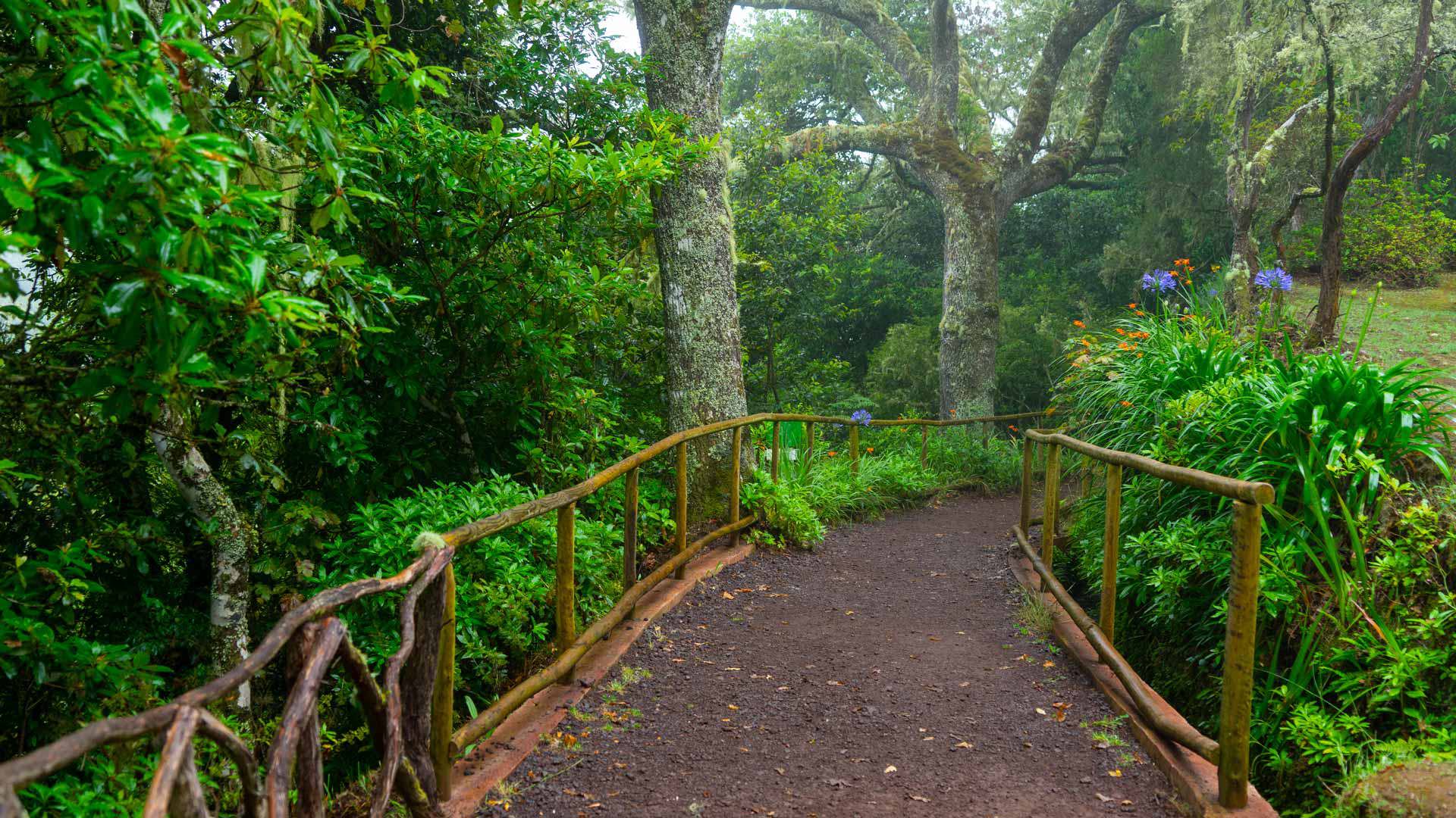 Wanderweg mit Holzzaun und Bäumen drumherum auf Madeira.